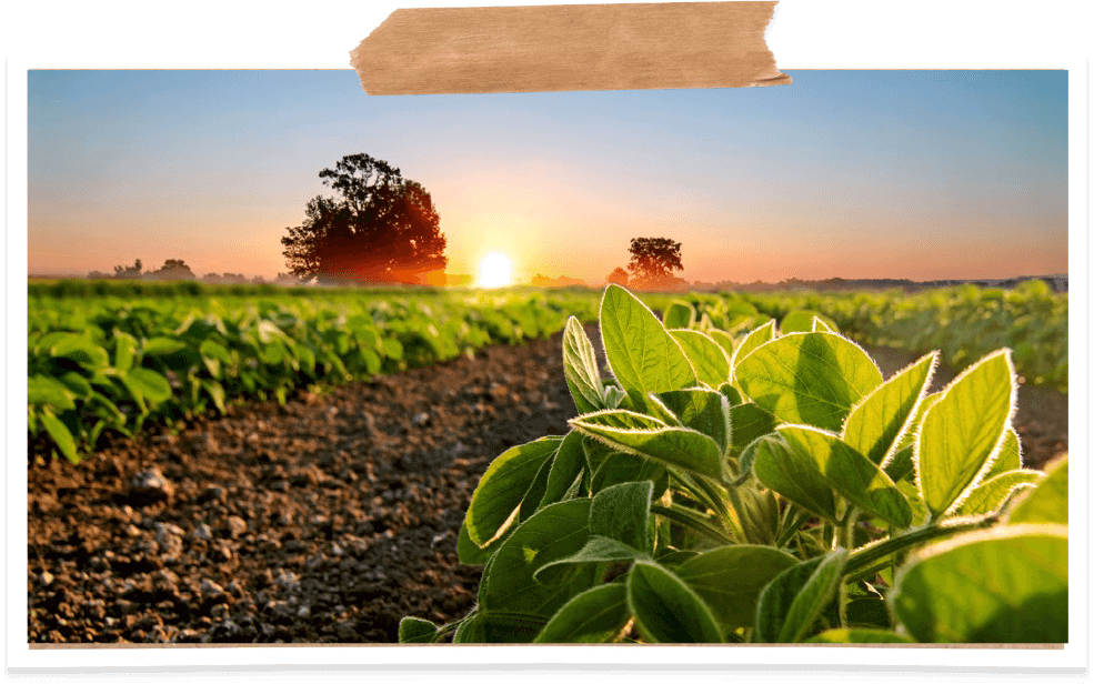 Farm Planted Crops with Sunrise