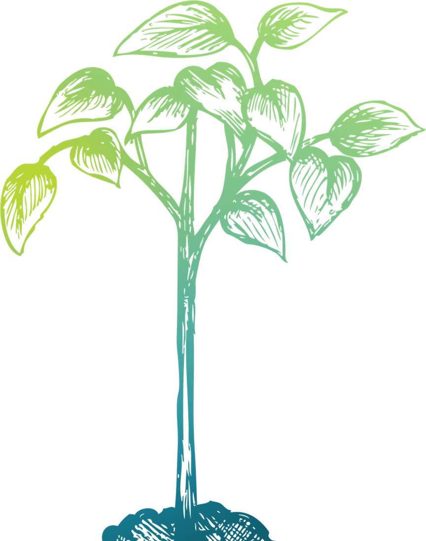 Sprout Plant Illustration