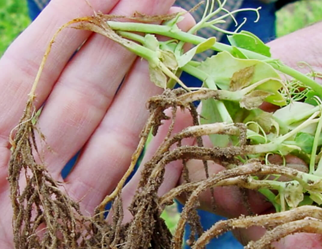 Farmer Holding Damaged Roots