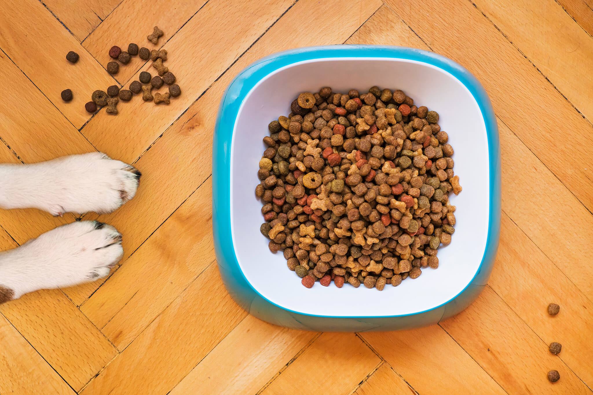 Plant-based Pet Food Products