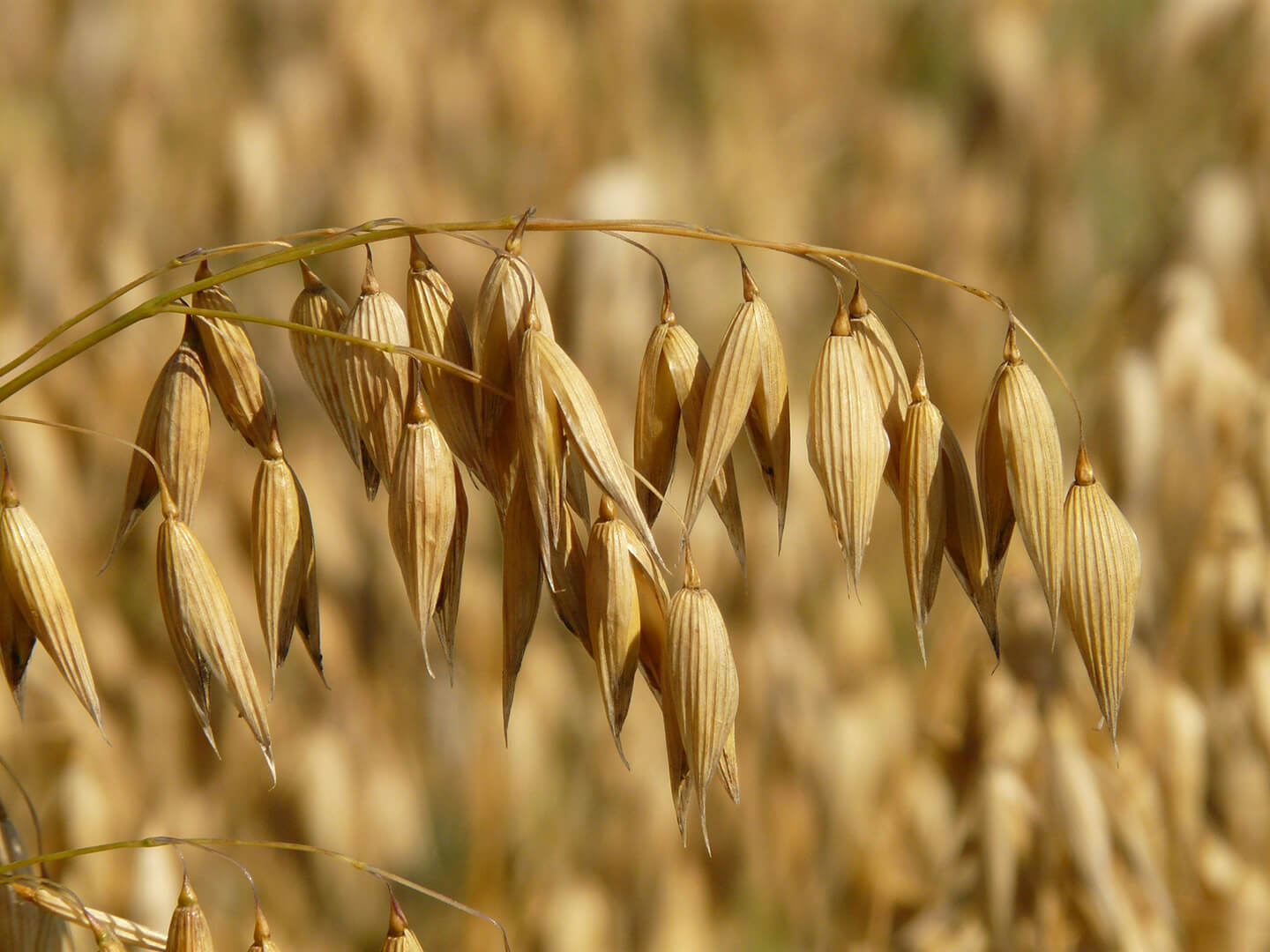 Farming, Oat Products and Agriculture
